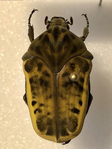 Réf. 365 328 : Gymnetis balzarica