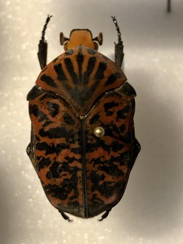 Réf. 365 317 : Gymnetis viserioni