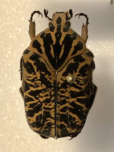 Réf. 365 517 : Gymnetis strigosa