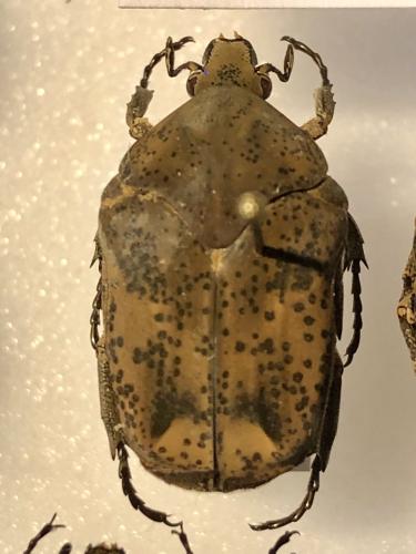 Gymnetis punctipennis