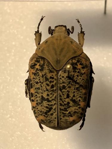 Gymnetis hepatica