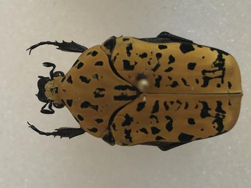 Réf. 365 578 : Gymnetis marmorea