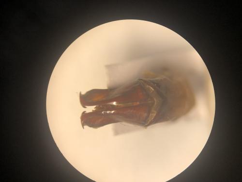 Gymnetis strigosa