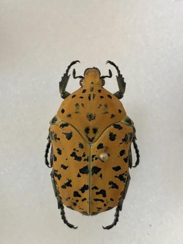 Gymnetis bajula wollastoni