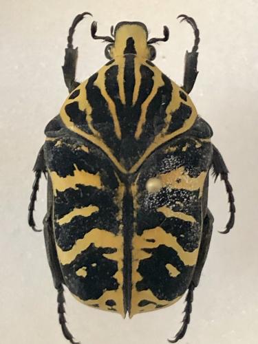 Gymnetis radiicollis