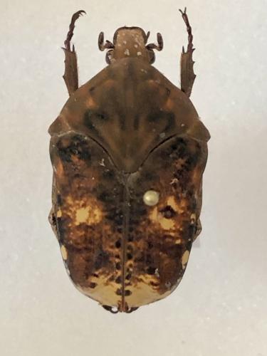 Réf. 365 806 : Gymnetis cupriventris cupriventris Réf. 365 806 : Gymnetis cupriventris cupriventris
