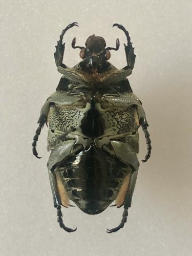 Gymnetis bajula wollastoni