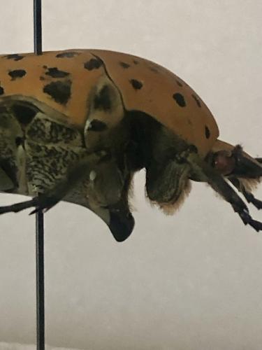 Gymnetis bajula wollastoni