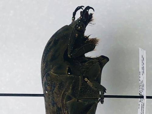 Gymnetis bajula bajula