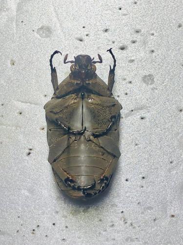 Réf. 365 770 : Gymnetis bajula bajula Réf. 365 770 : Gymnetis bajula bajula