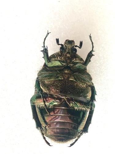 Réf. 365 938 : Protaetia ungarica inderiensis Réf. 365 938 : Protaetia ungarica inderiensis