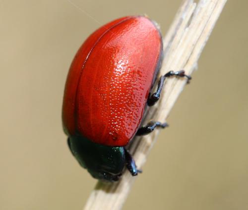 Chrysolina grossa