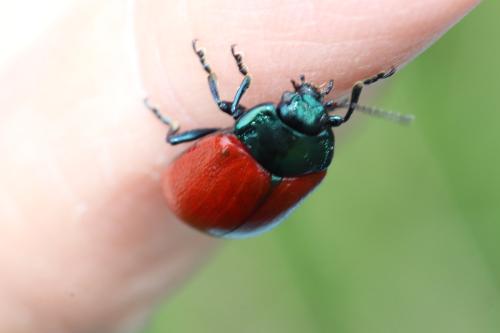 Chrysolina grossa