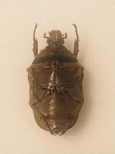 Gymnetis cupriventris cupriventris