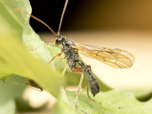Dyspetes luteomarginatus