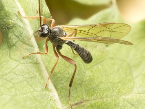 Dyspetes luteomarginatus