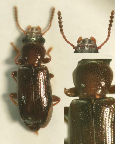 Sphaeriestes sp.