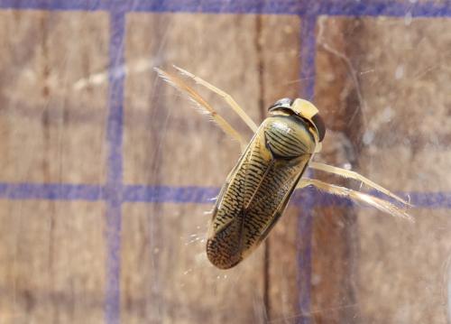 Sigara nigrolineata