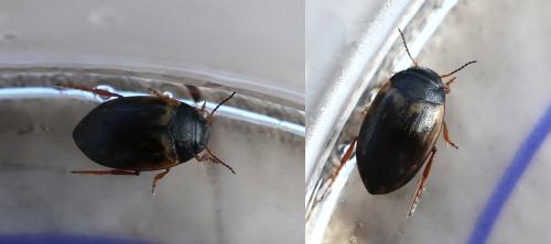 Réf. 365 984 : Hydroporus tessellatus Réf. 365 984 : Hydroporus tessellatus