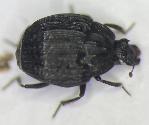 Onthophilus globulosus