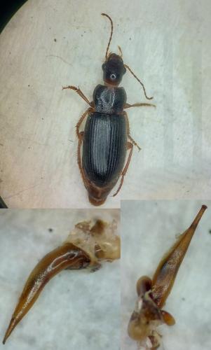 Ophonus puncticeps