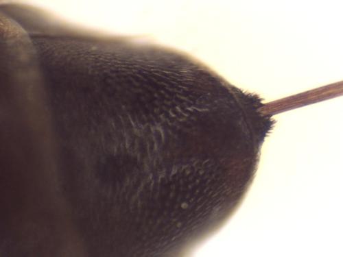 Epeolus variegatus