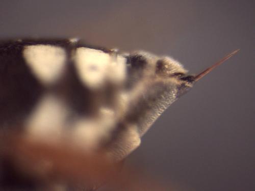 Epeolus variegatus