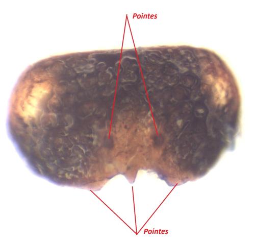 Epeolus variegatus