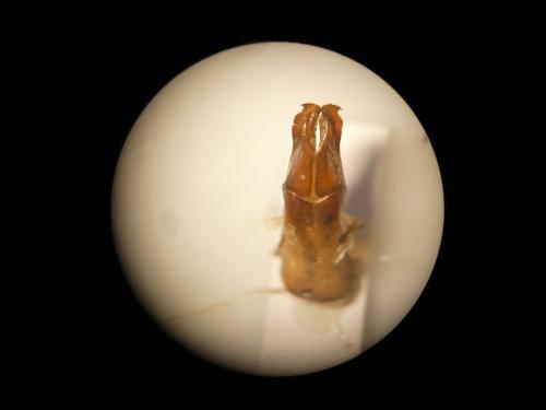 Réf. 365 812 : Gymnetis cupriventris cupriventris Réf. 365 812 : Gymnetis cupriventris cupriventris