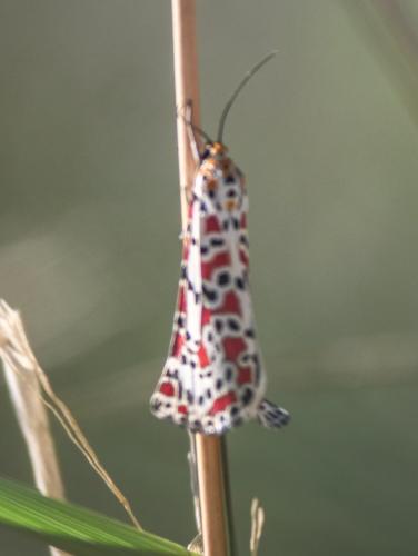 Utetheisa pulchella