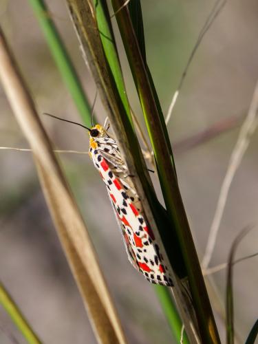 Réf. 365 871 : Utetheisa pulchella Réf. 365 871 : Utetheisa pulchella