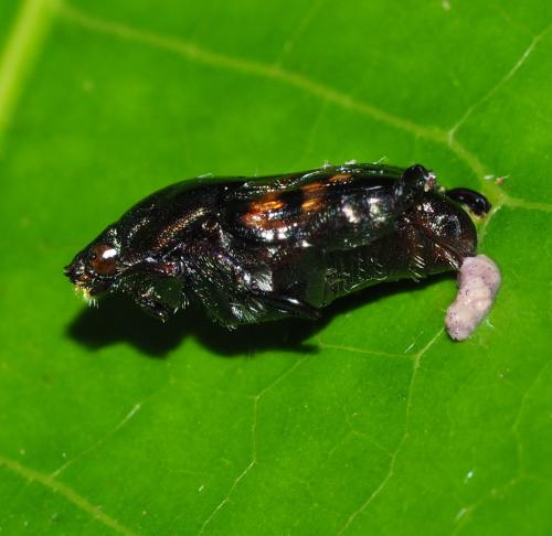 Cnemida retusa
