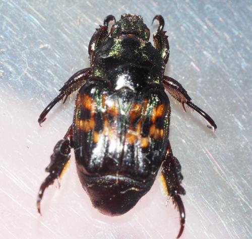 Cnemida retusa