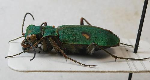 Platydela coquerelii
