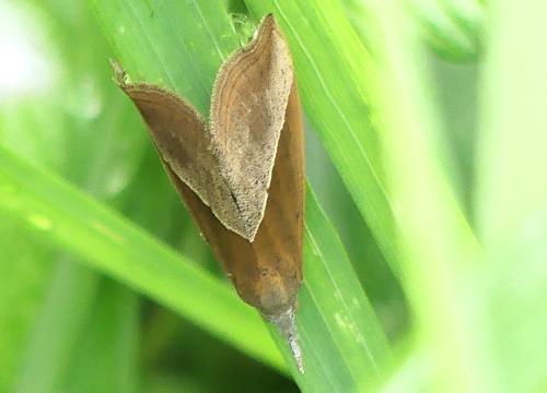Hypena lividalis