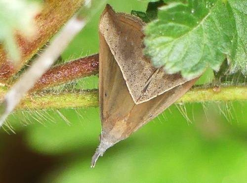 Hypena lividalis