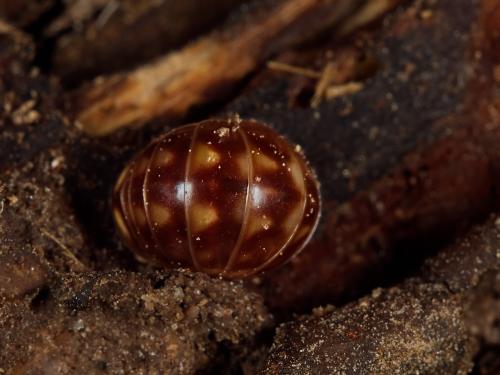 Glomeris sp.