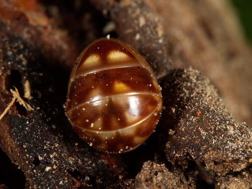 Glomeris sp.