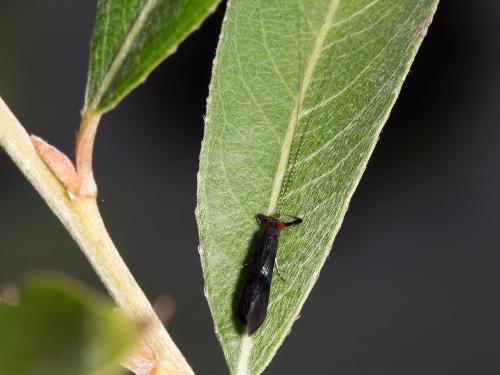 Mystacides azureus