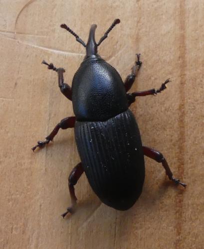 Scyphophorus acupunctatus