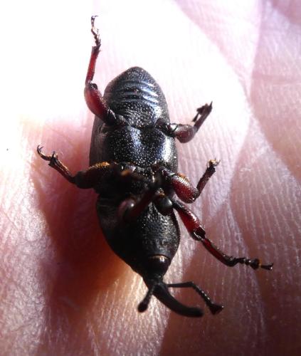Scyphophorus acupunctatus