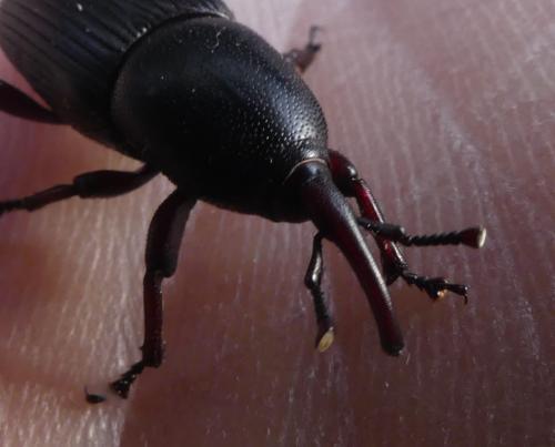 Scyphophorus acupunctatus