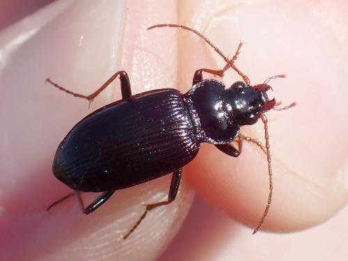 Nebria brevicollis