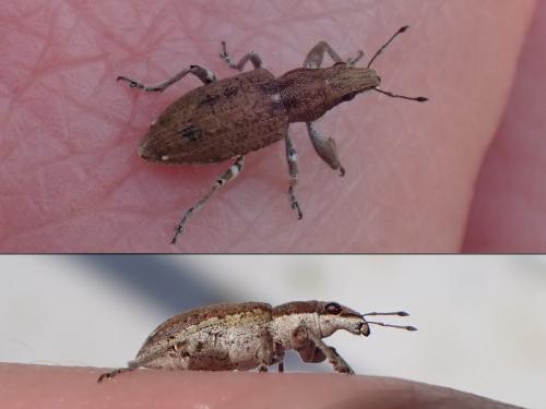Charagmus griseus