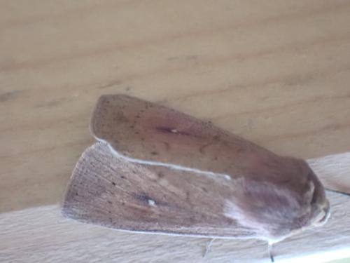 Mythimna ferrago