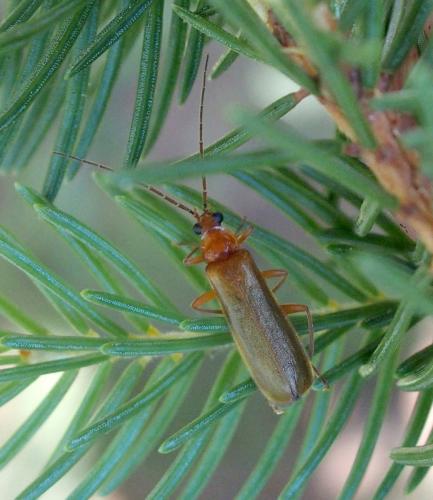 Rhagonycha translucida