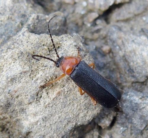 Cratosilis denticollis