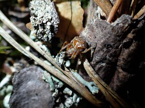 Araneus (sturmi-triguttatus)