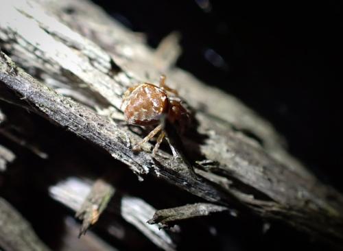 Araneus (sturmi-triguttatus)