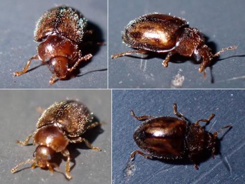Rhyzobius chrysomeloides